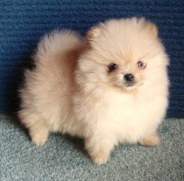 POMERANIAN TINY AFFECTIONATE BABY FROM PEDIGREE LINE