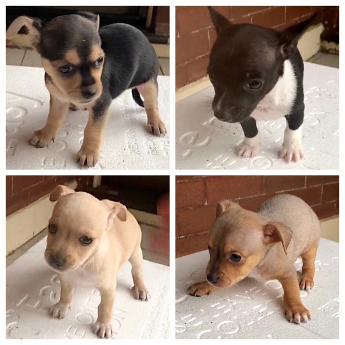 Chihuahua puppies 10001300 Dogs for Sale & Free to a