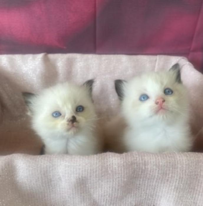Beautiful purebred Ragdoll kittens ready in 2 wks