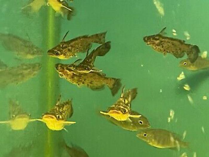 A variety of catfish available now at WTFish