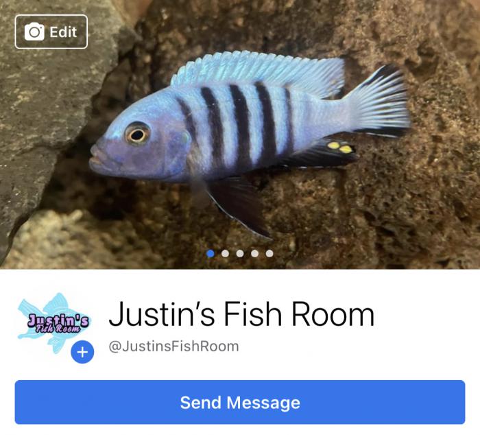Cichlid clear out sale 
