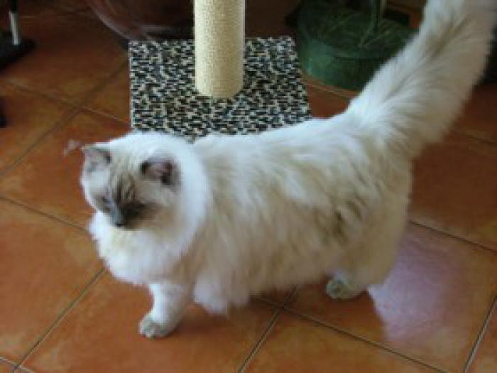 Ragdoll Female up for rehoming only $180 to cover desexing