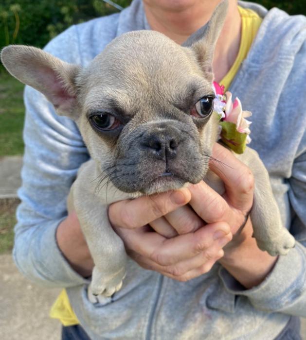 Registered Breeder French bulldog puppies Dogs for Sale