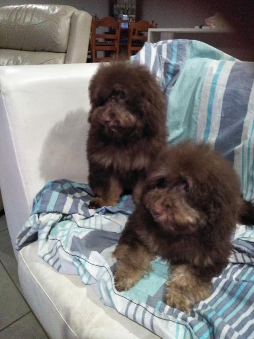 Chocolate toy poodle girls