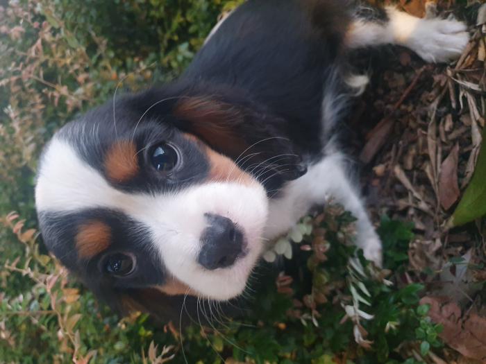 Cavalier gorgeous pup