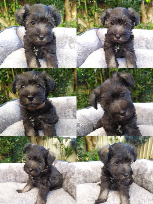 Miniature Schnoodle Puppies  6 Weeks