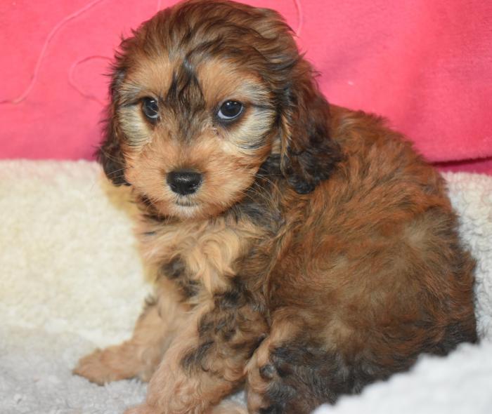 Cavoodle puppies $4495