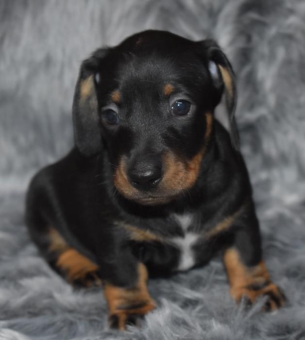 Dachshund Puppies Dogs for Sale & Free to a Good Home