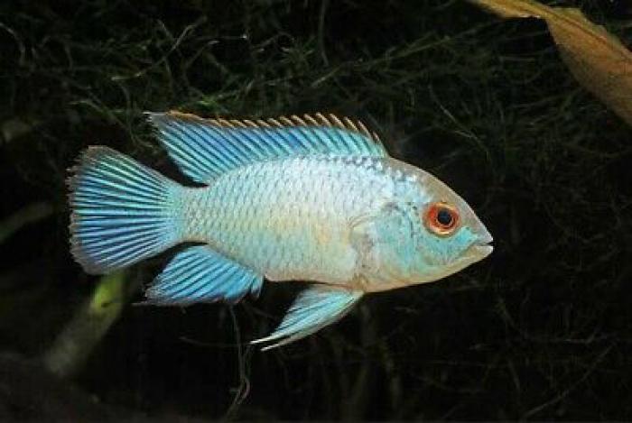 American Cichlids and Tinfoil Barbs available now at WTFish!