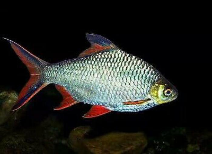 American Cichlids and Tinfoil Barbs available now at WTFish!