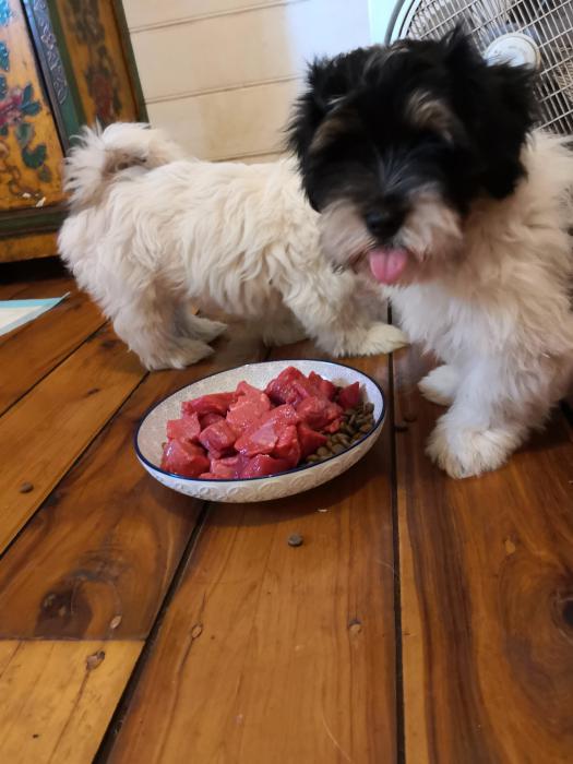 Jack Russell X Lhasa Apso. 