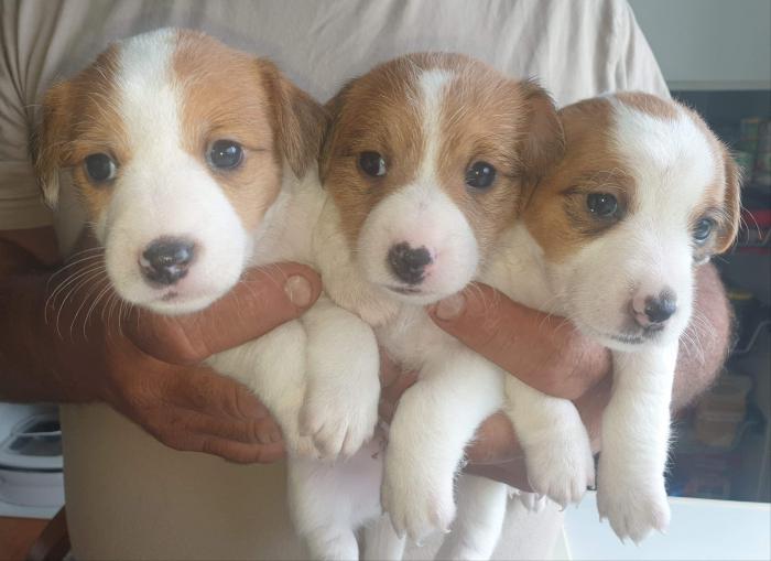 JACK RUSSELL PUREBRED PUPS