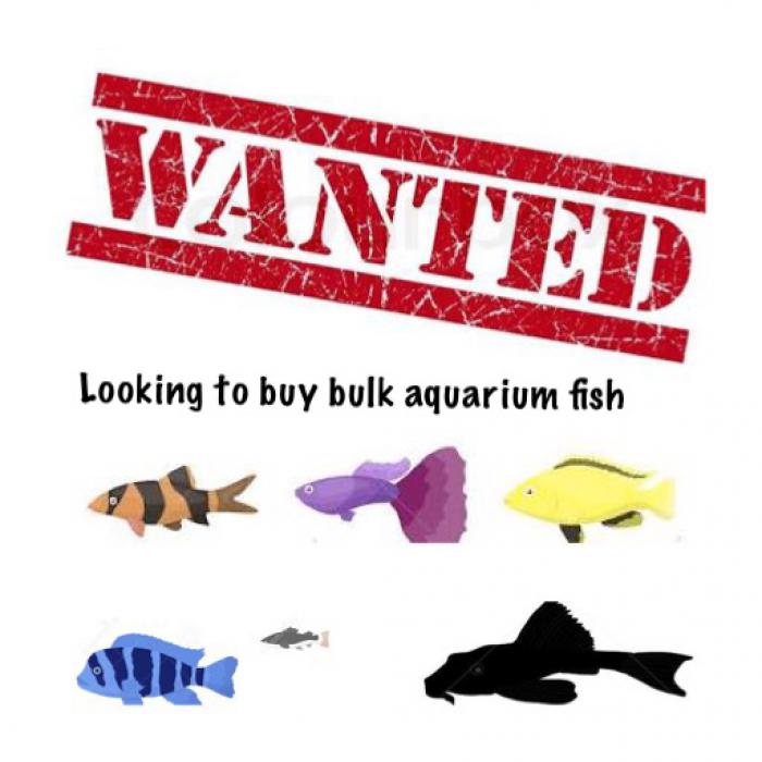 Looking to buy bulk fish, babies, Adults, breeding colony’s 
