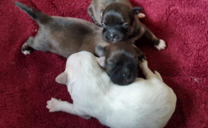 Shih Tzu x puppies! Only 3 available 