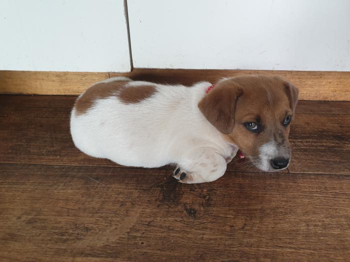 Jack Russell puppies for sale 