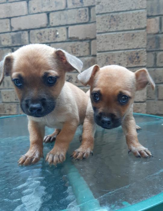 Chihuahua pups $1450