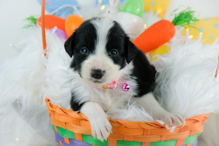 Black and White Border Collie Puppies $2500