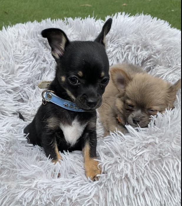Chihuahua puppies $ 1800