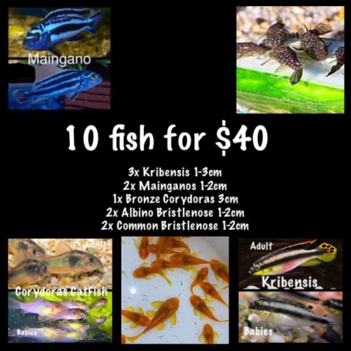 10 fish for $40