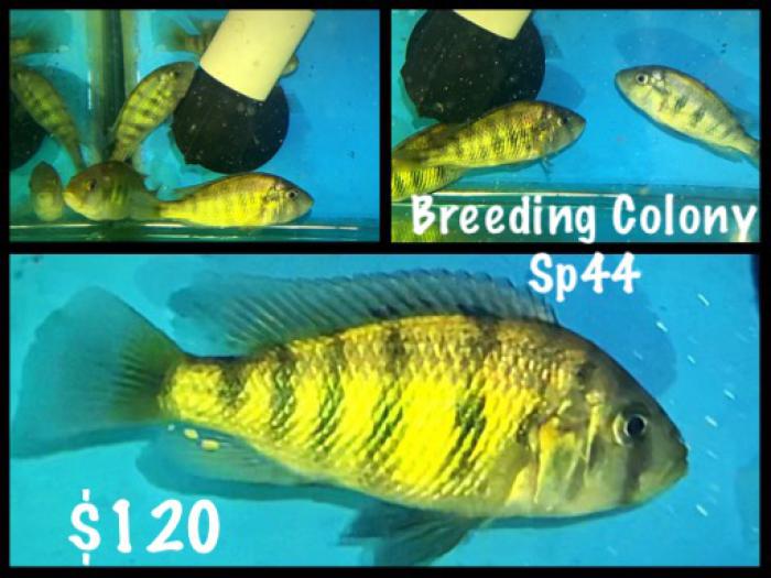 Breeding colony of sp44 1x Male 4x Females
