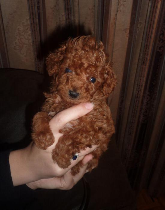 TOY POODLE RED MALE PUPPY