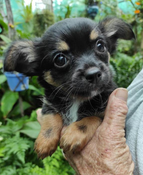 Chihuahua Puppies 2 girls 1 boy $1800