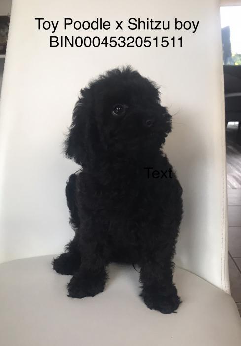 Toy poodle x Shihtzu males $3295 reduced 