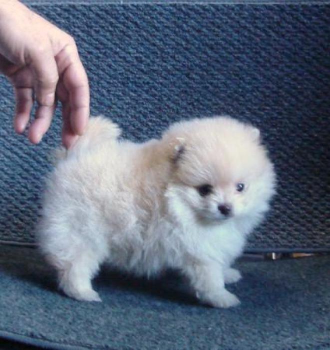 POMERANIAN GORGEOUS AFFECTIONATE BABY FROM PEDIGREE LINE