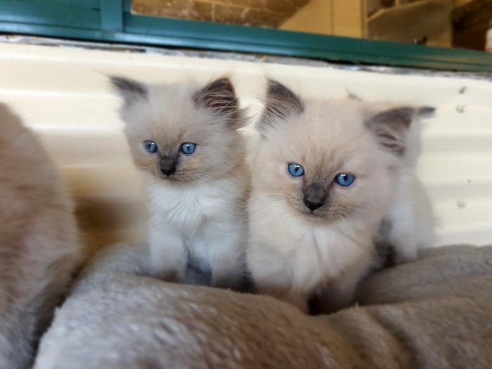Purebred Ragdoll kittens ready for their new home