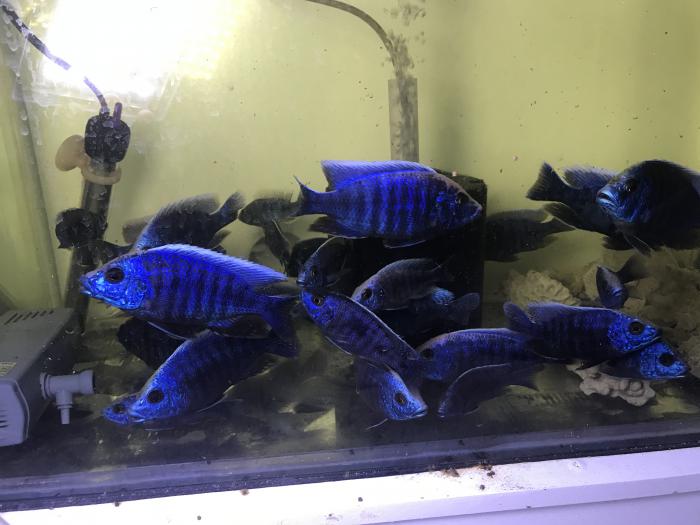 African peacock electric blue peacock cichlids 