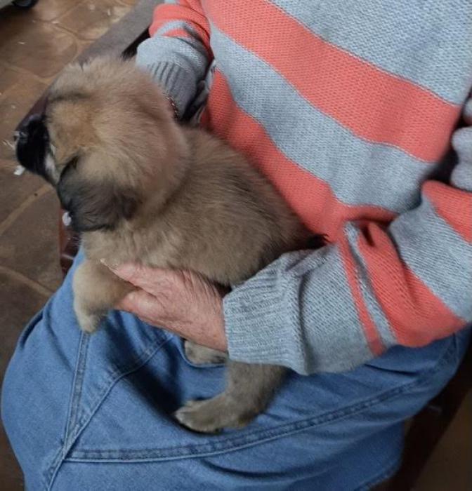 Pekingese Boy Puppy $2800