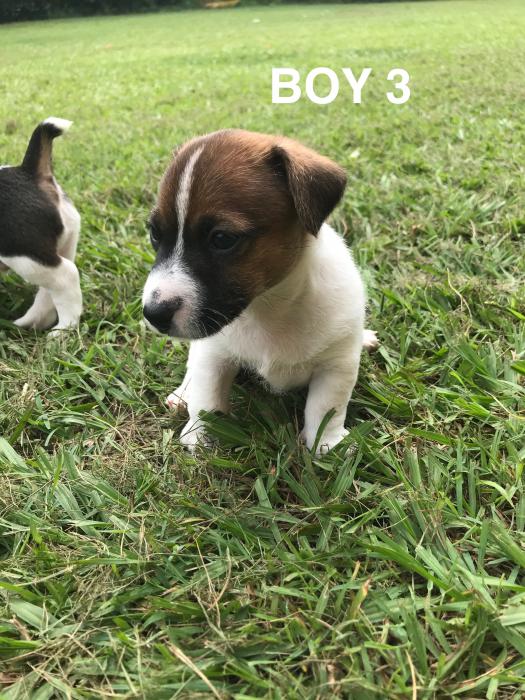 Jack Russell x Mini Foxie puppies