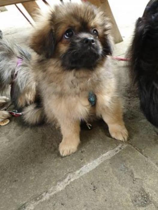 Pekingese Puppy $2800