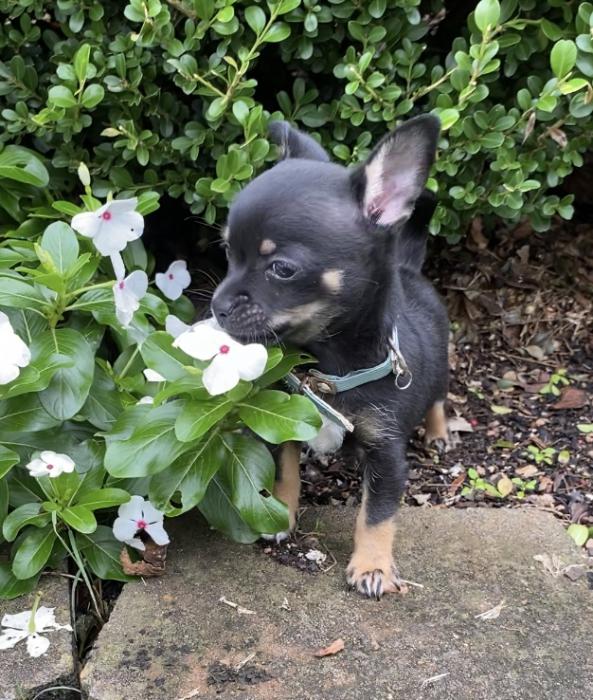 Chihuahua Male Short Haired Puppy $ 1500