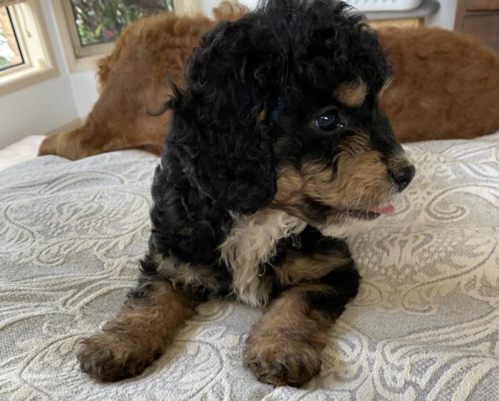 2x Cavoodle puppies