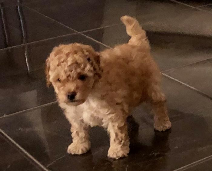 Toy poodle, male 