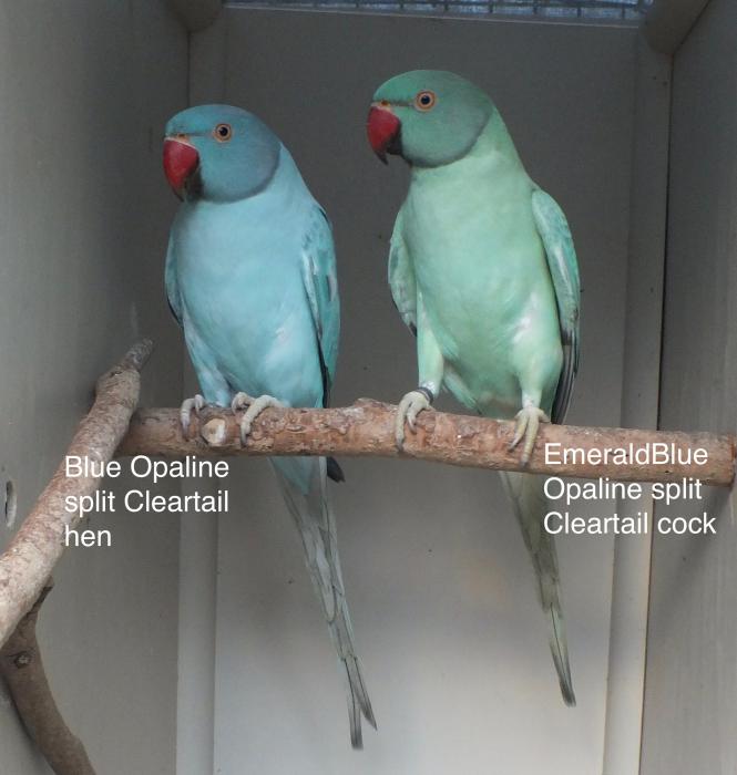 Opaline and Cleartail Indian Ringneck combinations