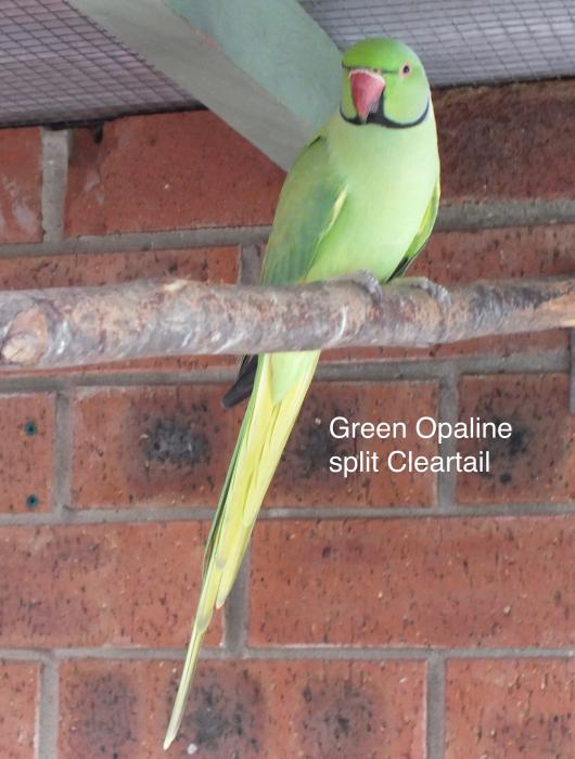 Opaline and Cleartail Indian Ringneck combinations