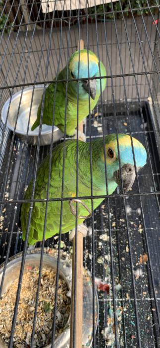 Blue front Amazon breeding pair breed before