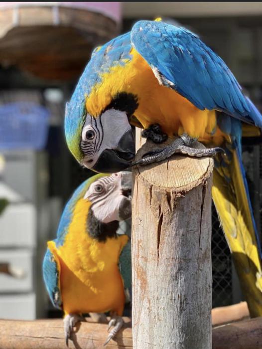 Baby Blue & Gold Macaw’s  - Hand raised tame 
