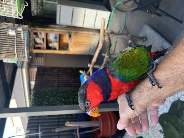 Baby Black-Capped Lory female - Fully wend - 12 weeks old