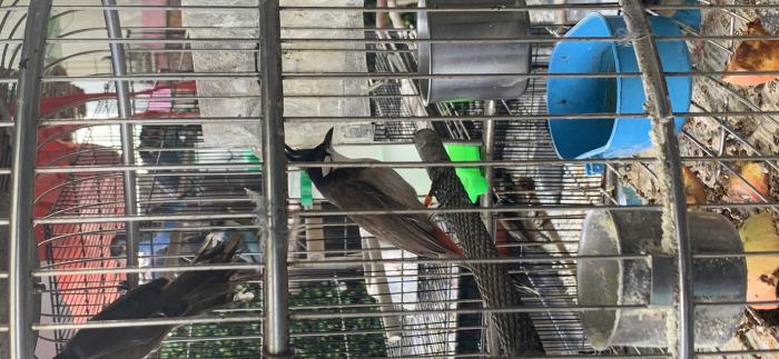 We have bulbul good Whistler male and female very nice