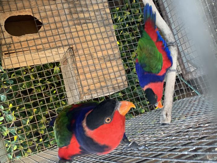 Our beautiful Black-Capped Lory Breeding Pair  - Bred before