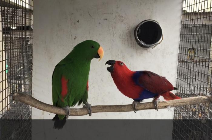Grand Eclectus Breeding Pairs  - Bred before - big size bird