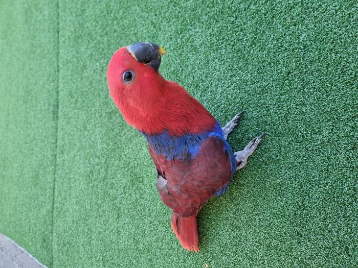 HAND RAISED 22 WEEKS OLD FEMALE ECLECTUS  WITH CAGE
