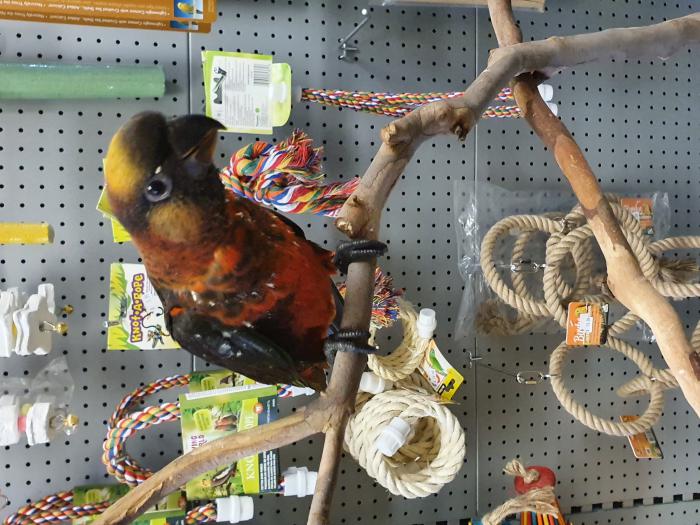 Handraised Parrots @Concord Pets