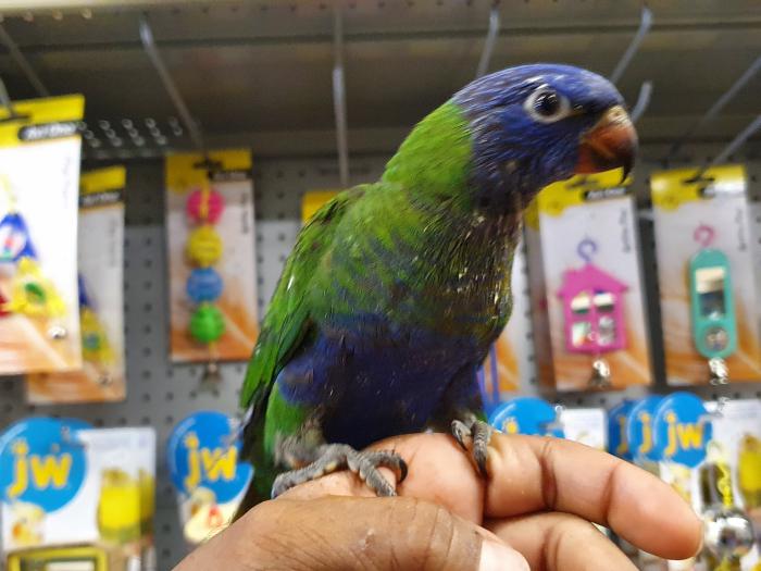 Handraised Parrots @Concord Pets North Strathfield  2137