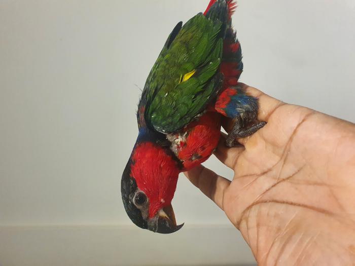 Handraised Parrots @Concord Pets