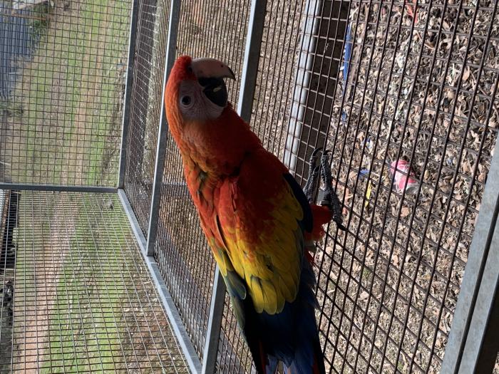 Scarlet Macaw male 6K
