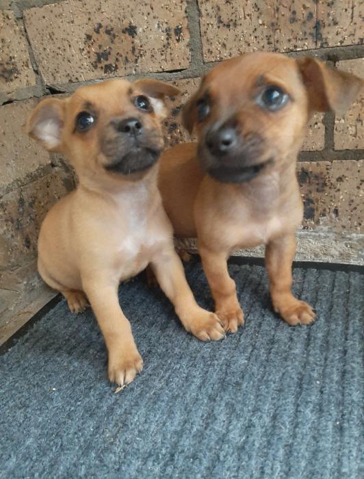Chihuahua Terrier mix puppies 1500 Dogs for Sale & Free